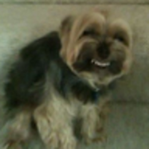 Meet your Posher, Sam - Picture 1 of 1